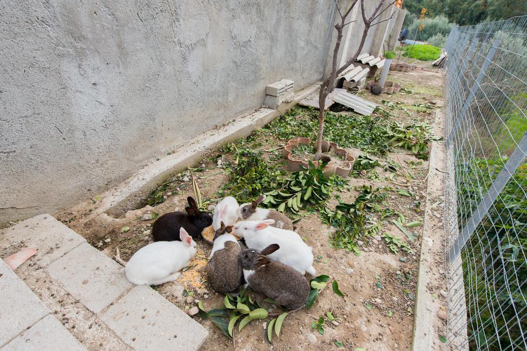 Natura House Ialysos  Dış mekan fotoğraf